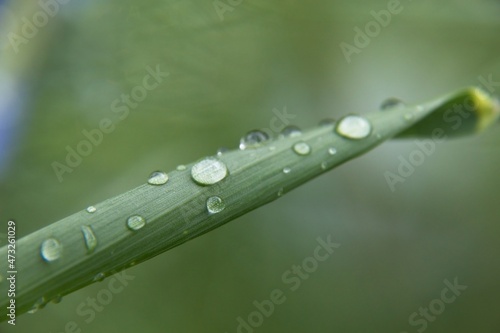 water drops on a leaf