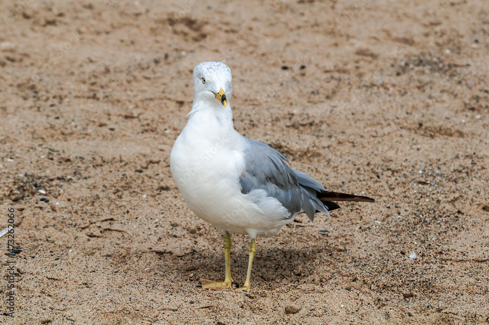 Ring-billed Gull (Larus delawarensis) in Bolsa Chica Ecological Reserve, California, USA Ring-billed Gull (Larus delawarensis) in Bolsa Chica Ecological Reserve, California, USA