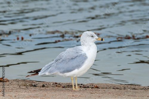 Ring-billed Gull (Larus delawarensis) in Bolsa Chica Ecological Reserve, California, USA