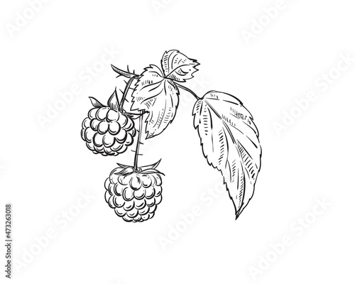 Hand drawn sketch black and white of raspberry, leaf, berry branch. Vector illustration. Elements in graphic style label, card, sticker, menu, package. Engraved style illustration.
