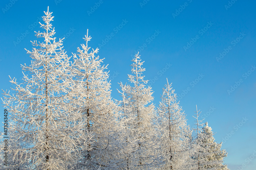 Trees with white frost-covered branches against clear blue sky on a sunny and crispy winter day in Finnish nature