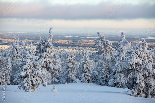 Wonderful winter evening landscape with snow covered spruce trees on the foreground and snowy forests in the distance in Finnish Lapland