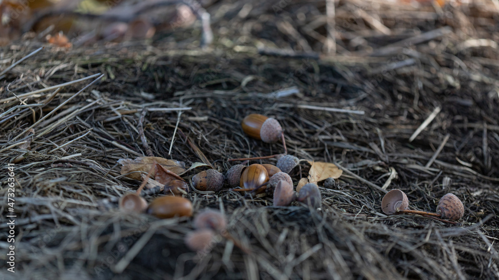 acorns fallen on dry yellow grass