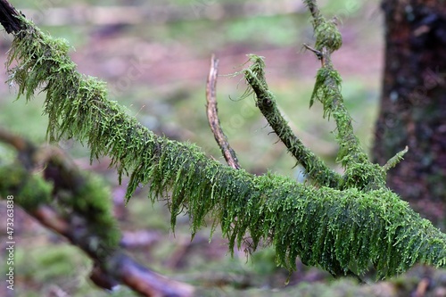 Mchy porastające gałęź drzewa w alpejskim lesie photo