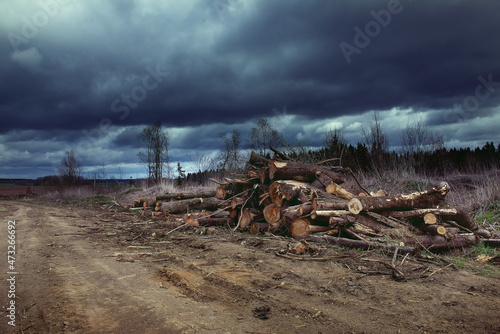 Deforestation and illegal logging. Felling of trees. Stacks of sawn wood. Wood logs, timber harvesting, industrial destruction. environmental problems and barbaric attitude to natural resources