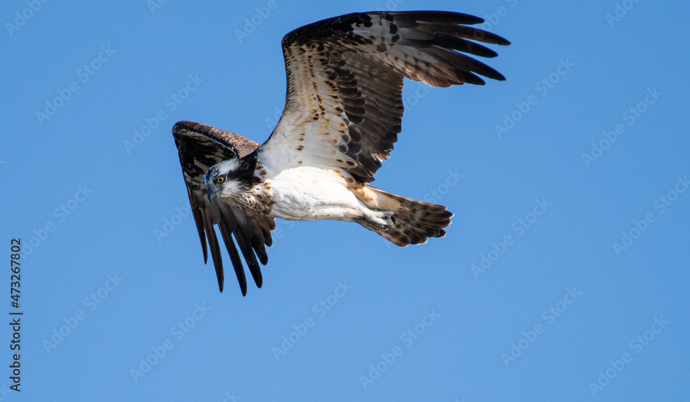 Obraz premium 羽ばたくミサゴ