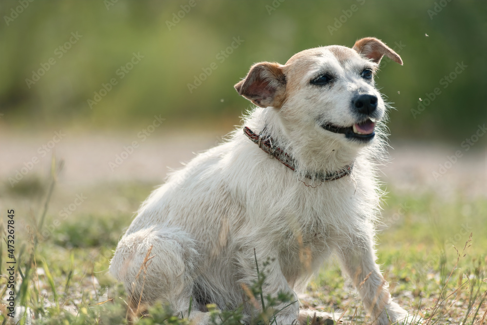 portrait of a cheerful elderly jack Russell terrier dog during a walk in the woods