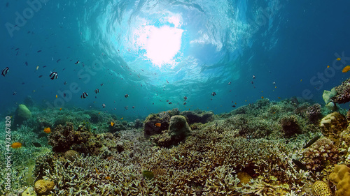 Underwater tropical colourful soft-hard corals seascape. Underwater fish reef marine. Philippines. © Alex Traveler
