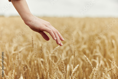 Woman hands the farmer concerned the ripening of wheat ears in early summer sunny day
