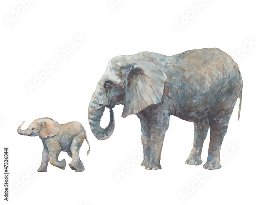 Fototapeta Naklejka Na Ścianę i Meble -  Elephant family. Watercolor wild animals illustration isolated on white background