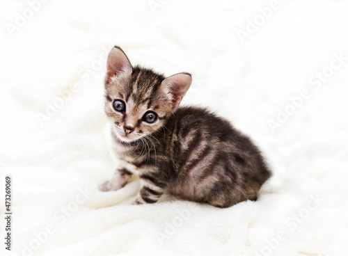 Striped kitten looks like a tiger sitting and looking at the camera © Lina