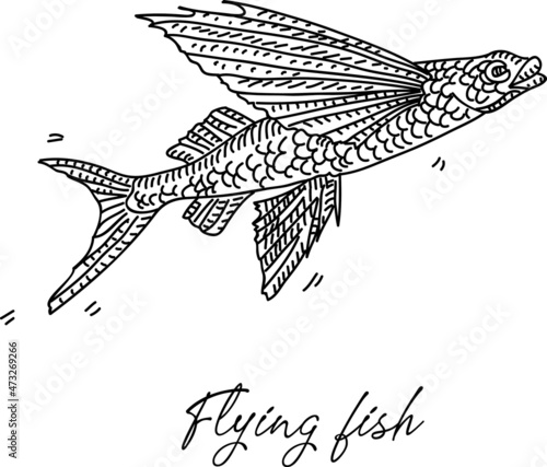 Flying fish . Sketchy hand-drawn vector illustration.