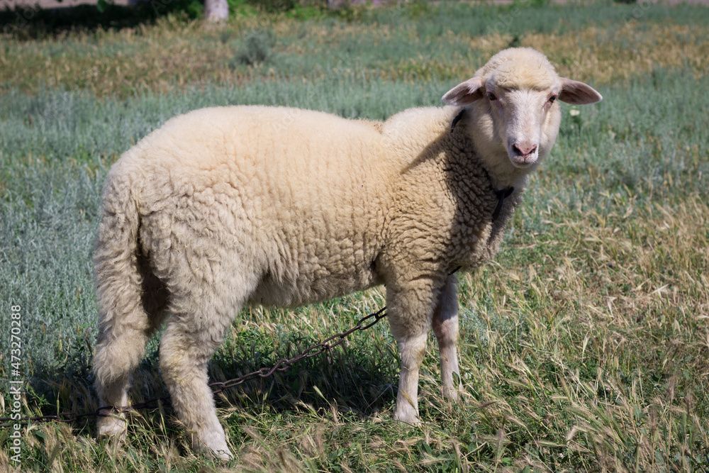 White sheep breeds standing at green pasture
