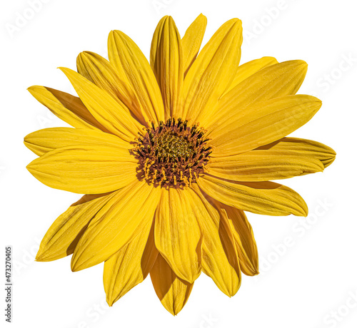 Fototapeta Naklejka Na Ścianę i Meble -  Yellow Mexican sunflower head isolated on white background