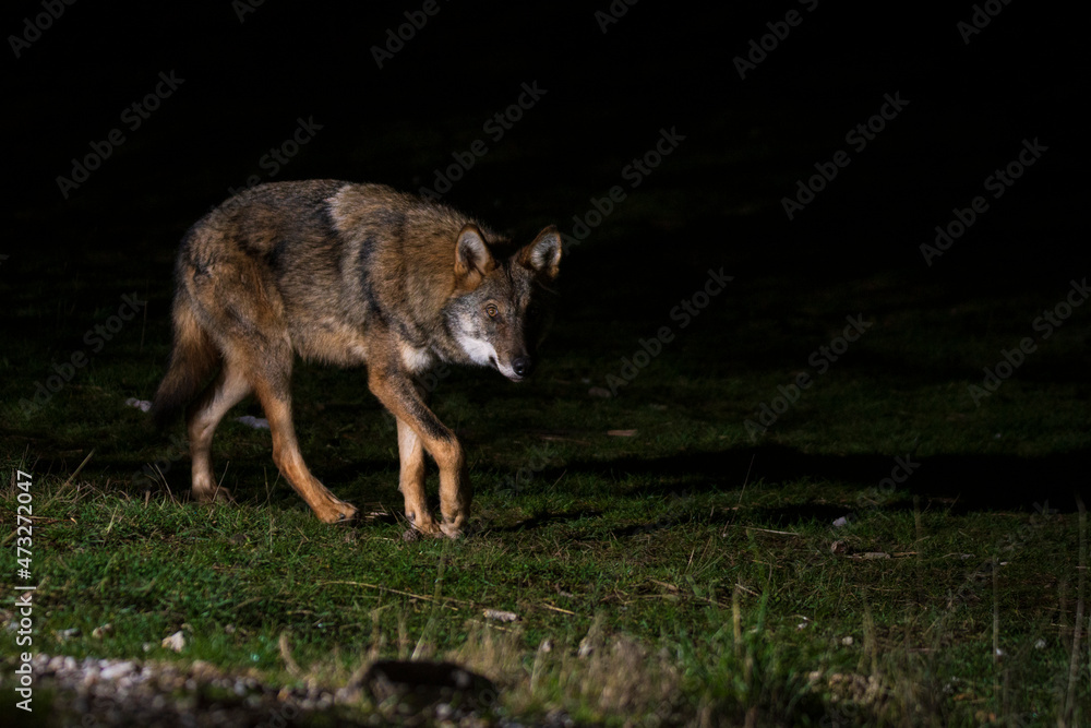 Fototapeta premium Grey wolf free on the Greek mountails walking at night