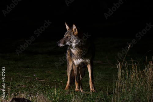 Grey wolf free on the Greek mountails walking at night
