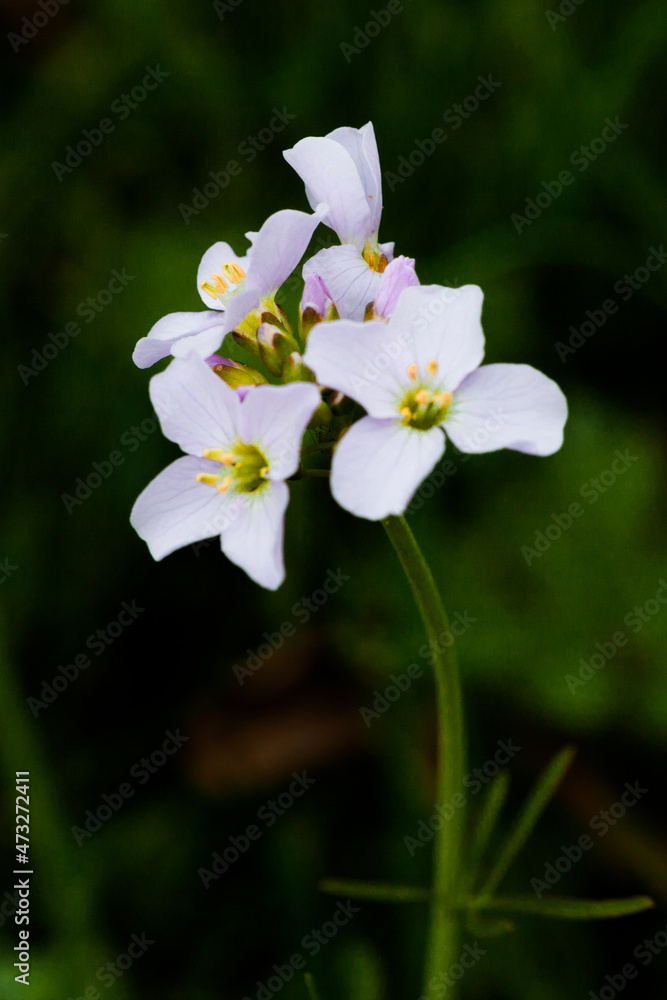Obraz premium white and pink flowers