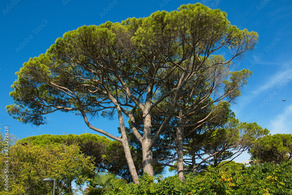 Pine trees in a park in Grado, Italy, Europe
