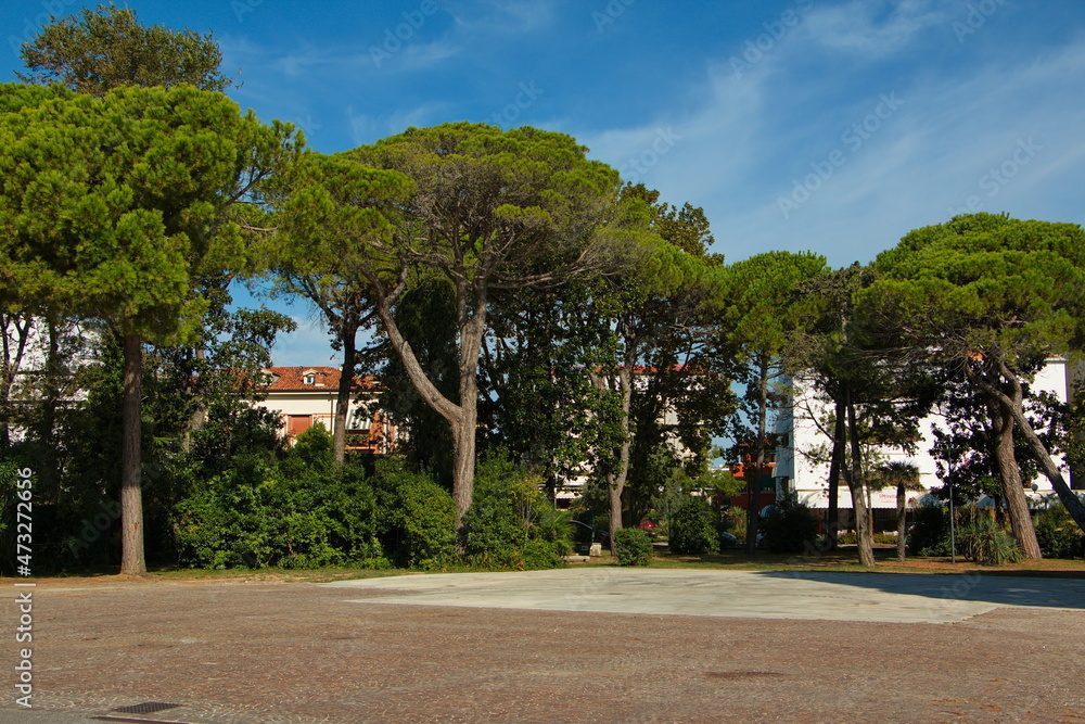 Pine trees in a park in Grado, Italy, Europe
