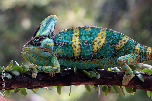 Chameleon veiled ready catch prey, Chameleon veiled walking on branch, headanimal closeup photo