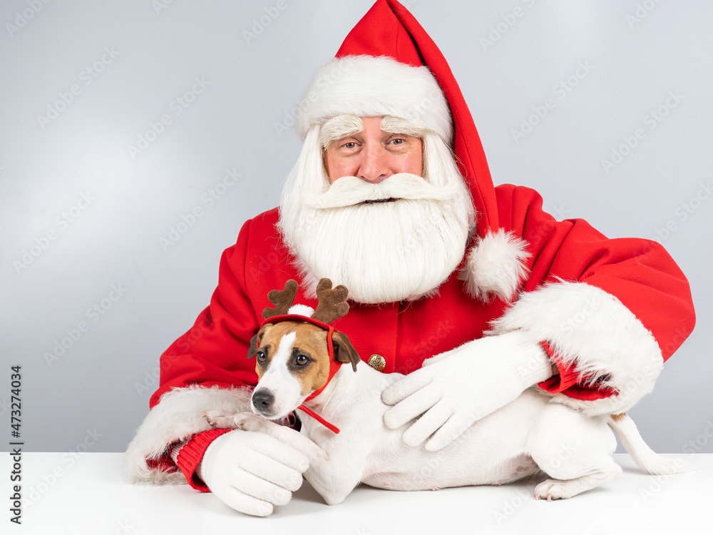 Santa claus and jack russell terrier dog dressed as a reindeer, santa's helper on a white background. Santa claus and jack russell terrier dog dressed as a reindeer, santa's helper on a white background.