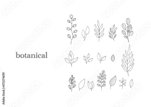 手描き　葉っぱ　線画　ナチュラル　ボタニカル