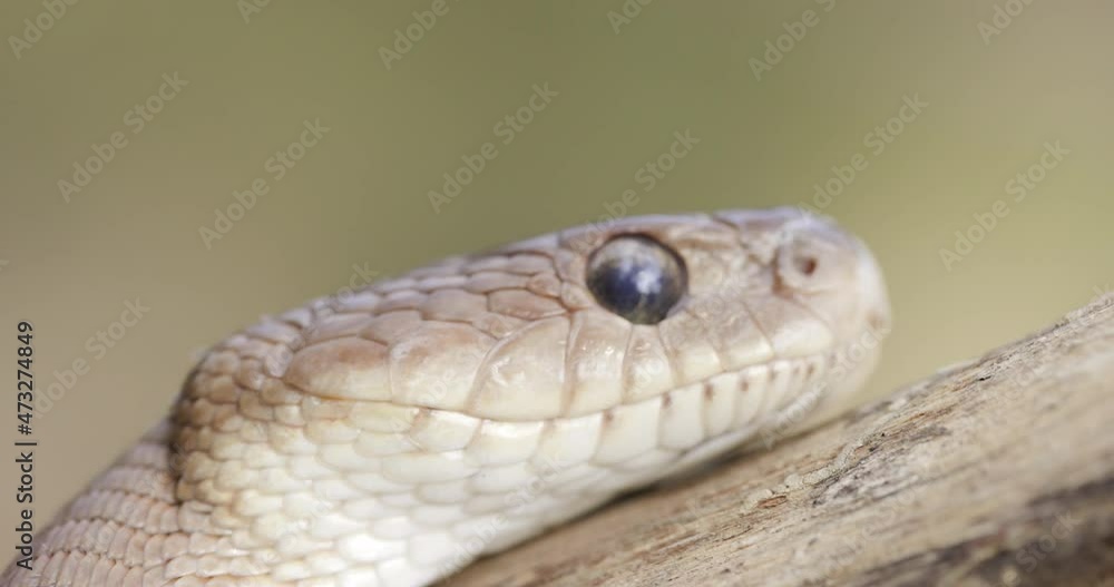 Endangered Cat snake sensing the air with its tongue flicking out Endangered Cat snake sensing the air with its tongue flicking out