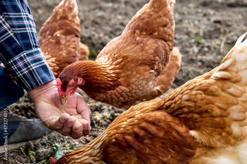 Schilderij op canvas Man feeding hens from hand in the farm