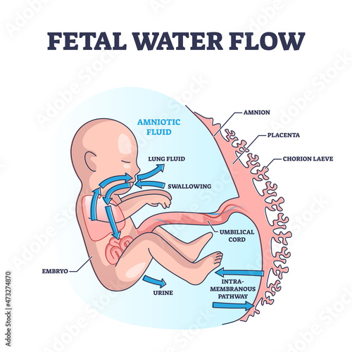 Fetal water flow and amniotic fluid with anatomical structure outline diagram. Labeled educational scheme with pregnant woman belly inner parts vector illustration. Medical unborn baby functionality.