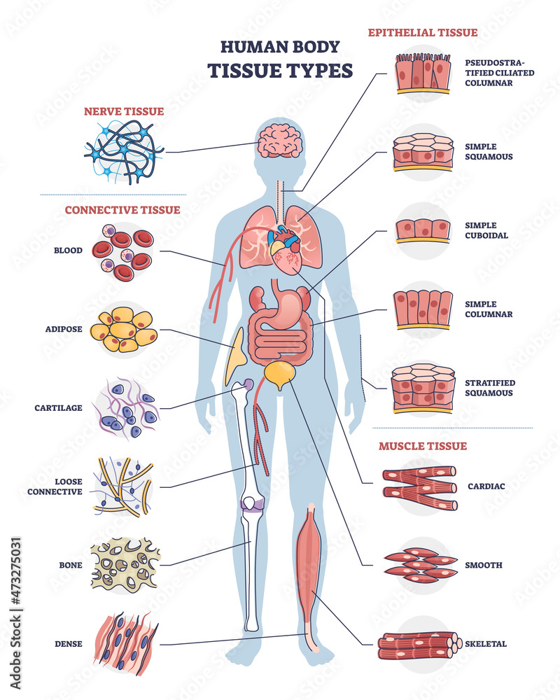 Human body tissue types with nerve, connective, muscle and epithelial  outline diagram. Labeled educational anatomical structure with microbiology  elements vector illustration. Healthy organ collection Stock Vector | Adobe  Stock