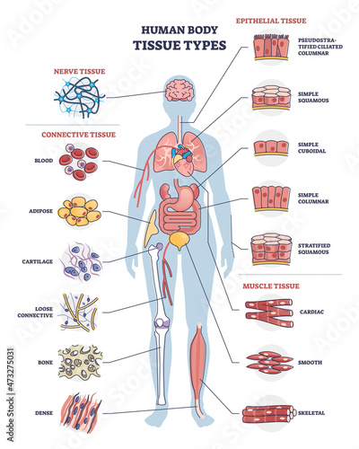 Human body tissue types with nerve, connective, muscle and epithelial outline diagram. Labeled educational anatomical structure with microbiology elements vector illustration. Healthy organ collection photo
