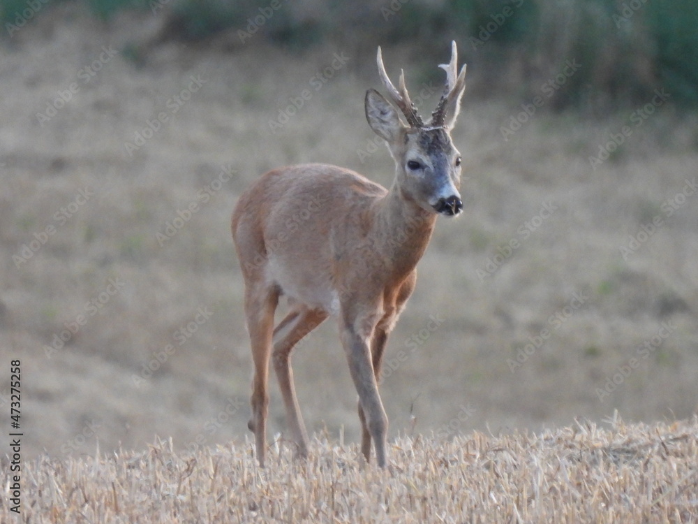 deer in the forest deer in the forest