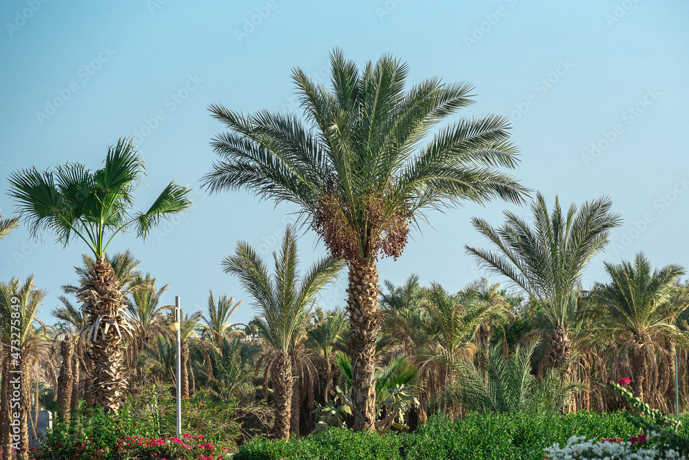 Tropical countries, with palm trees, where it is always warm in winter
