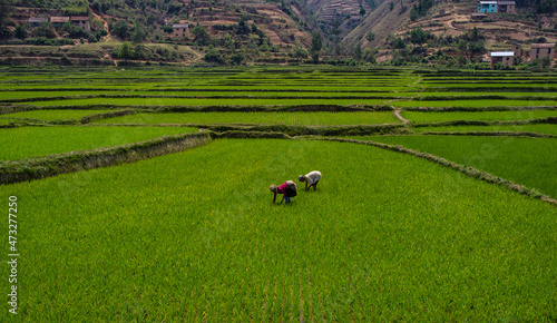 Travail dans les rizières de Madagascar