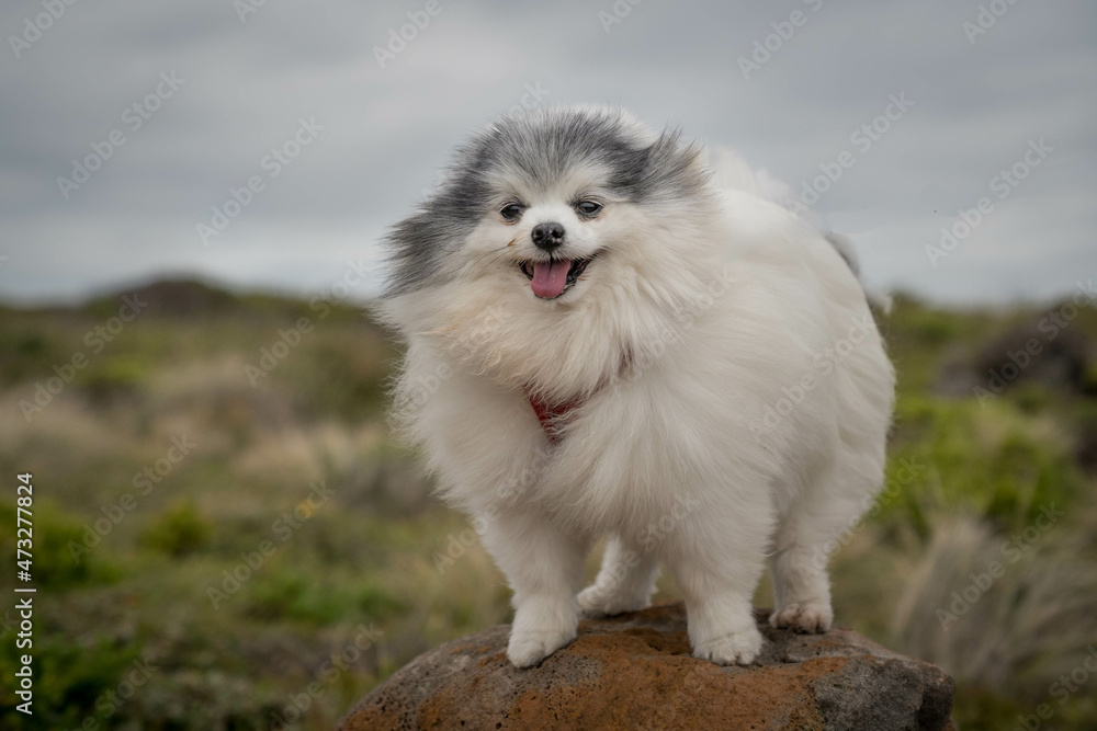 black and white Pomeranian enjoying windy day black and white Pomeranian enjoying windy day
