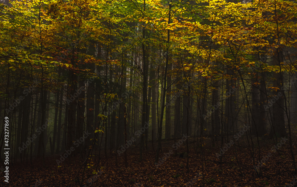 Obraz premium Fog in dark forest at autumn. Beautiful landscape of nature. High quality photo