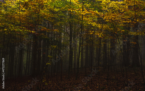 Fog in dark forest at autumn. Beautiful landscape of nature. High quality photo