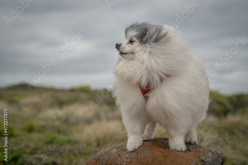black and white Pomeranian enjoying windy day © inna