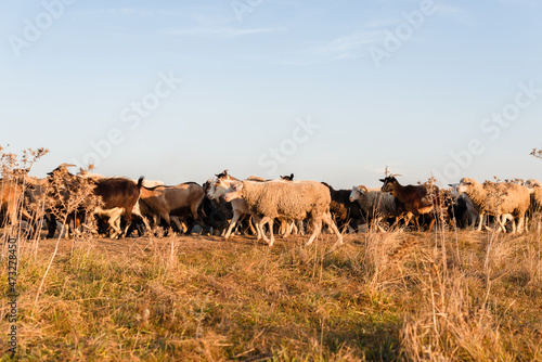 A nice photo of a flock of sheep walking on a field . © Vulp