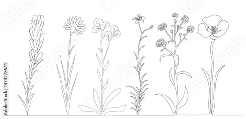 flowers, plants collection continuous line drawing, sketch