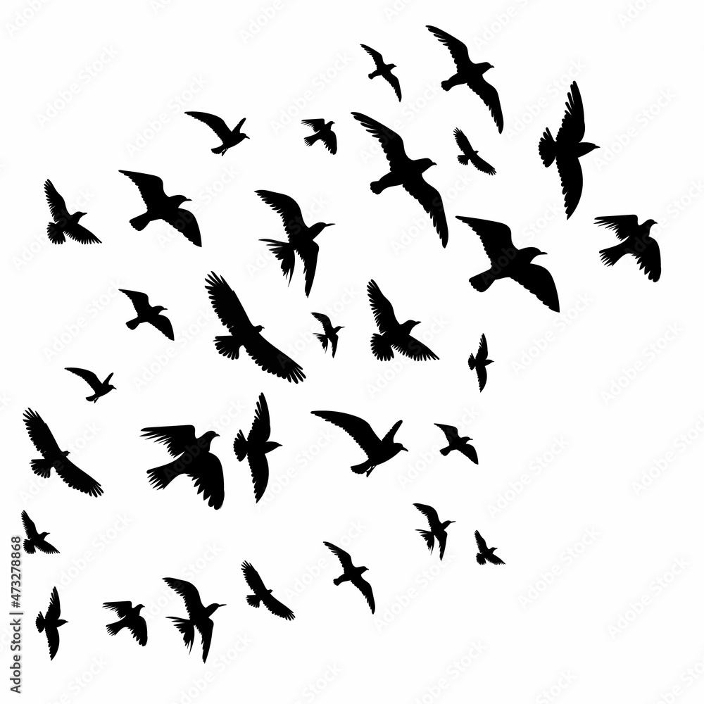 flying birds black silhouette, isolated, vector