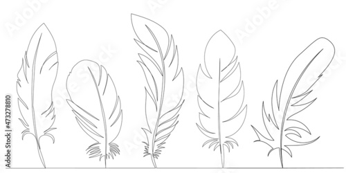 feather bird continuous line drawing collection, sketch