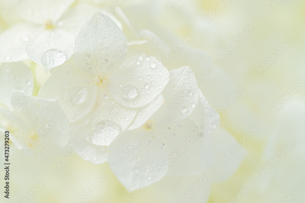 White hydrangea flowers macro shot with rain drops. Natural background