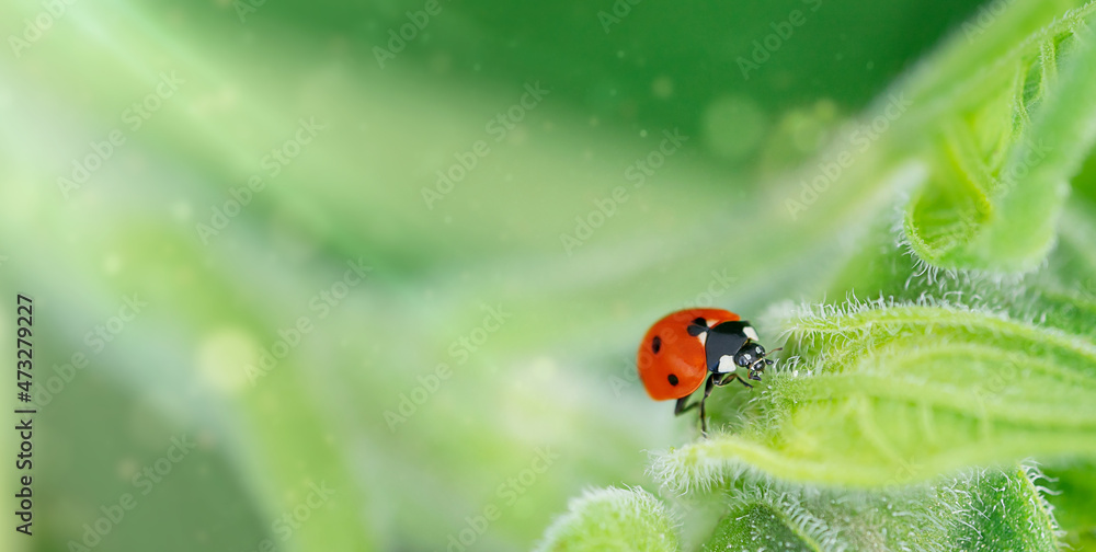 Green natural background with ladybug. Copy space Green natural background with ladybug. Copy space