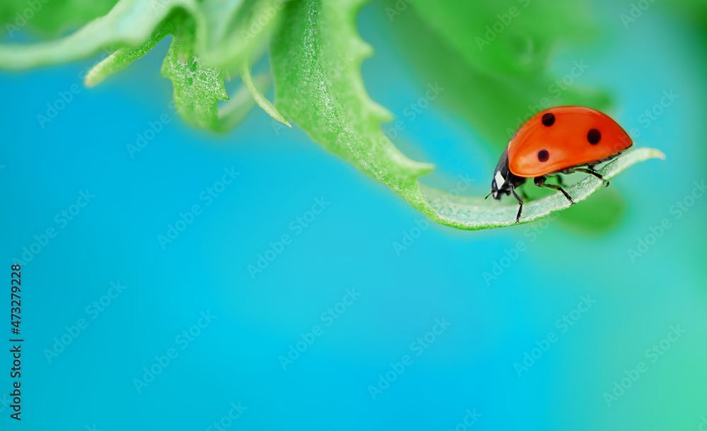 Ladybug on blue background. Copy space Ladybug on blue background. Copy space