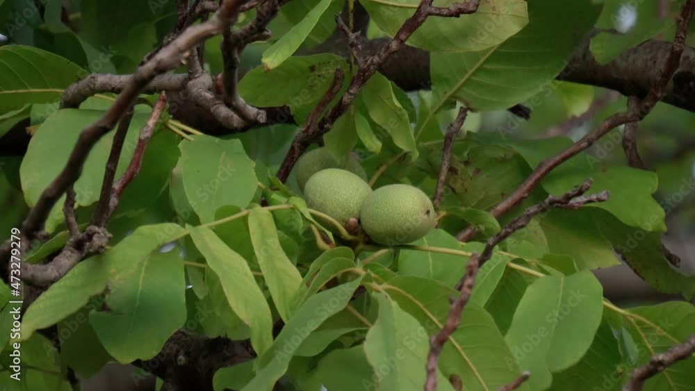 Green unripe walnuts hang on a branch. Green leaves and unripe walnut. Raw walnuts in a green nutshell. Fruits of a walnut. Green unripe walnuts hang on a branch. Green leaves and unripe walnut. Raw walnuts in a green nutshell. Fruits of a walnut.