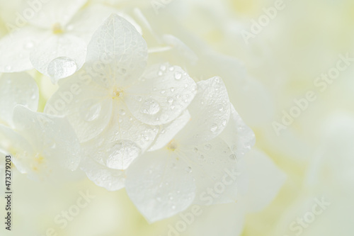 White hydrangea flowers macro shot with rain drops. Natural background