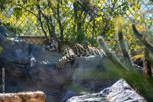 An Amur Leopard in Palm Springs  California