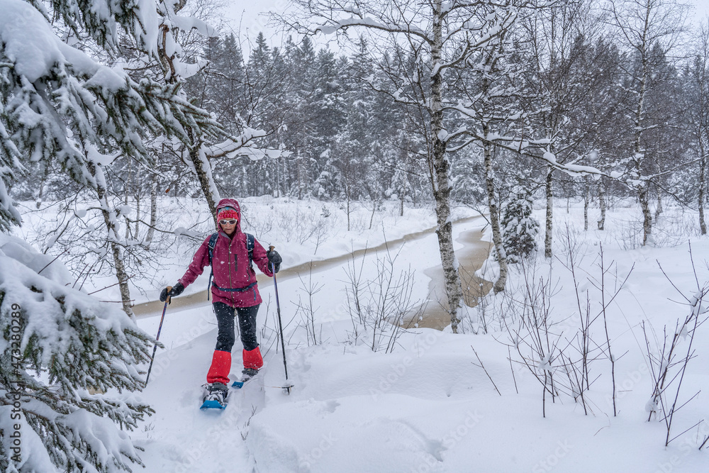 nice senior woman snowshoing in heavy snow fall in a winterly forest and moor landscape in the Bergenzer Wald area of Vorarlberg, Austria nice senior woman snowshoing in heavy snow fall in a winterly forest and moor landscape in the Bergenzer Wald area of Vorarlberg, Austria