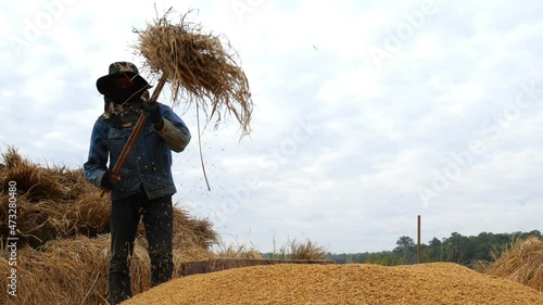farmer threshing rice with manual harvest rice photo